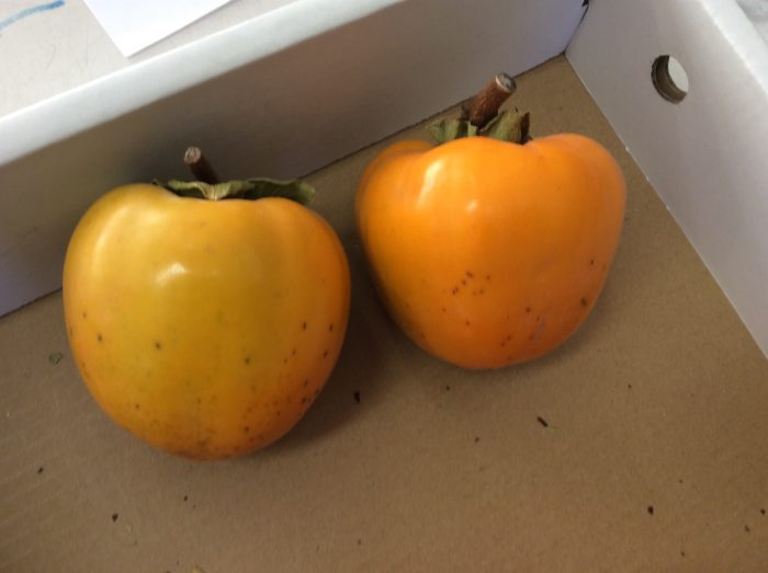 1年生　干し柿作り
