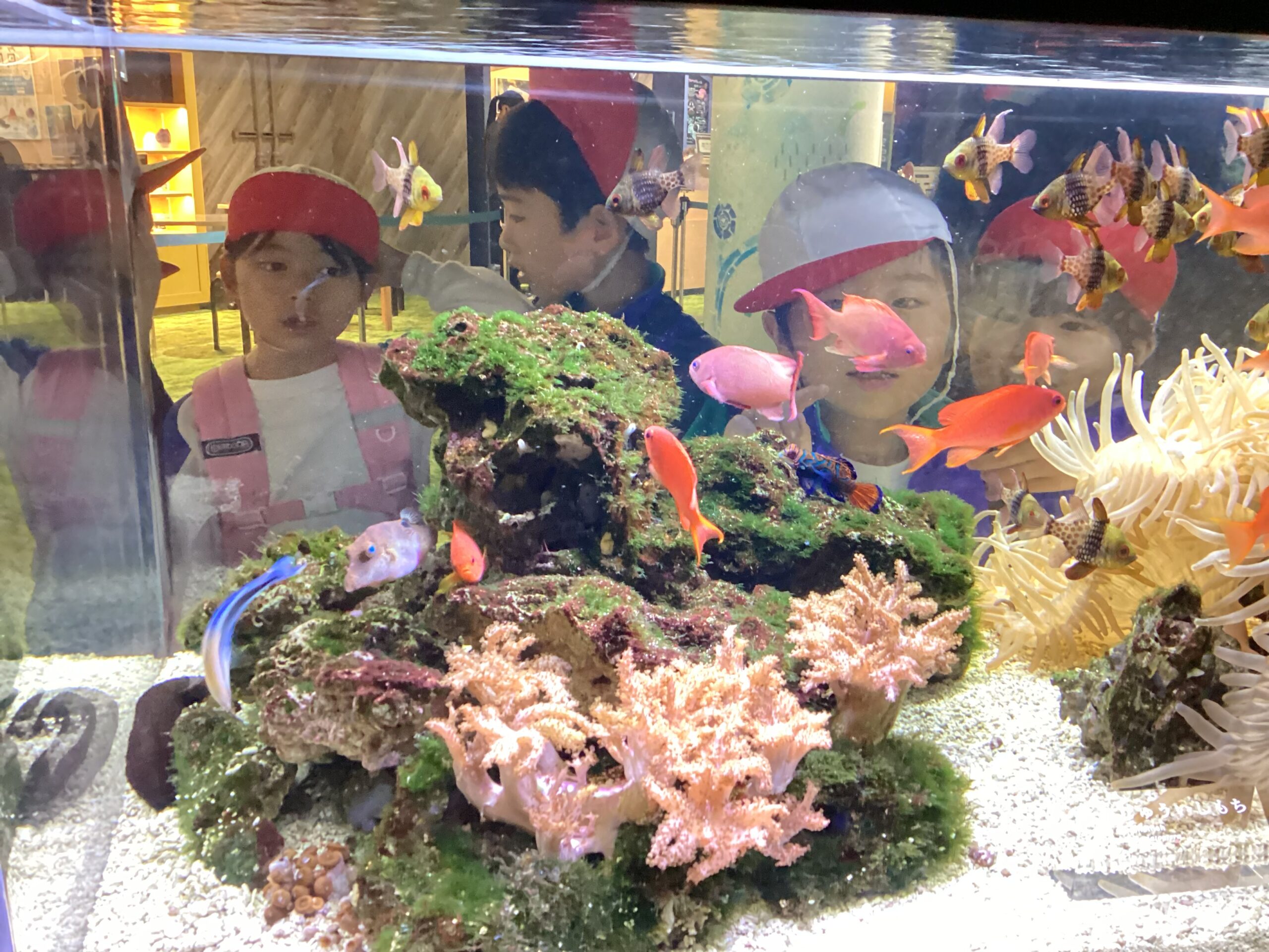 1、2年生 秋の遠足 京都水族館